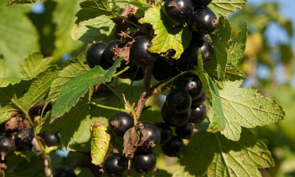 Лучшие соседи для смородины: секреты обильного урожая