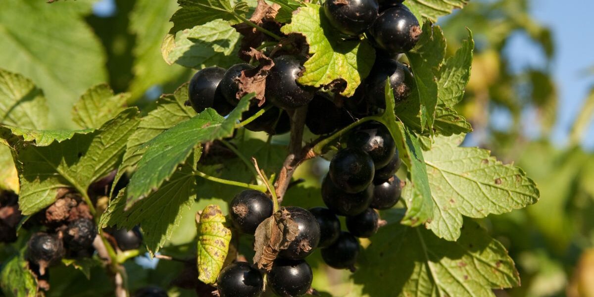 Лучшие соседи для смородины: секреты обильного урожая