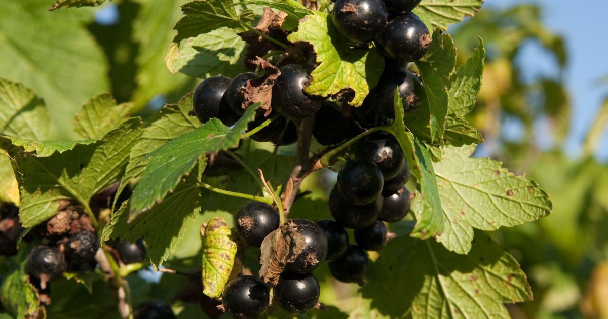 Лучшие соседи для смородины: секреты обильного урожая