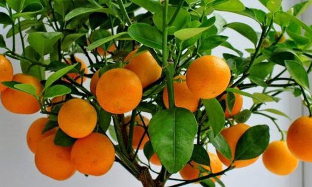 Выращиваем цитрусовые дома: как получить апельсиновое дерево из косточки на подоконнике