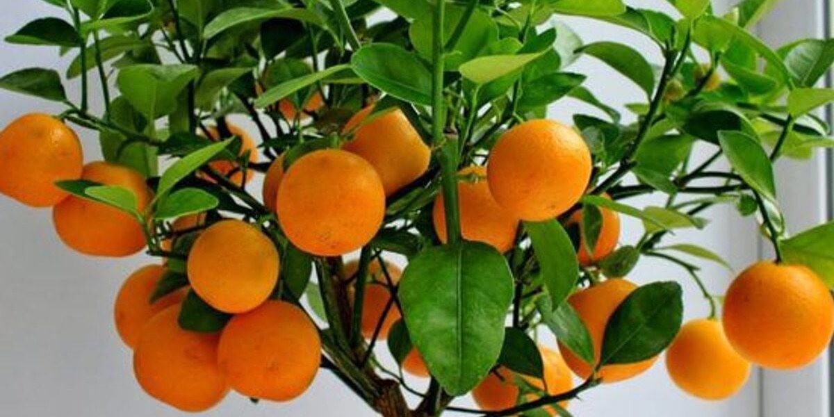 Выращиваем цитрусовые дома: как получить апельсиновое дерево из косточки на подоконнике