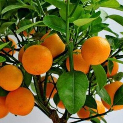 Выращиваем цитрусовые дома: как получить апельсиновое дерево из косточки на подоконнике