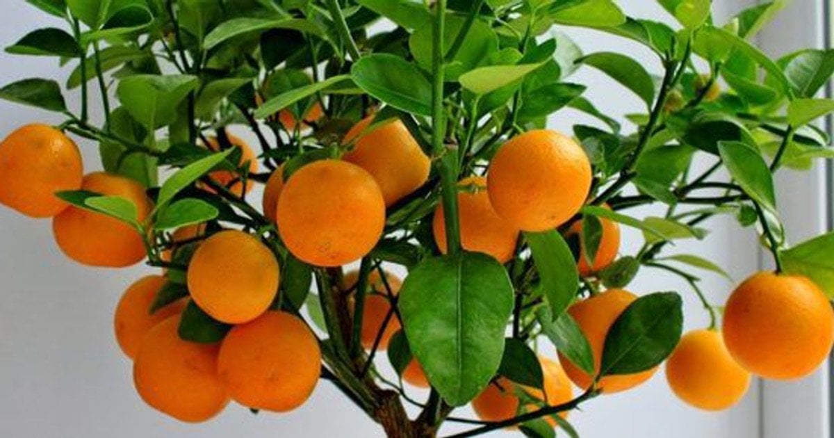 Выращиваем цитрусовые дома: как получить апельсиновое дерево из косточки на подоконнике