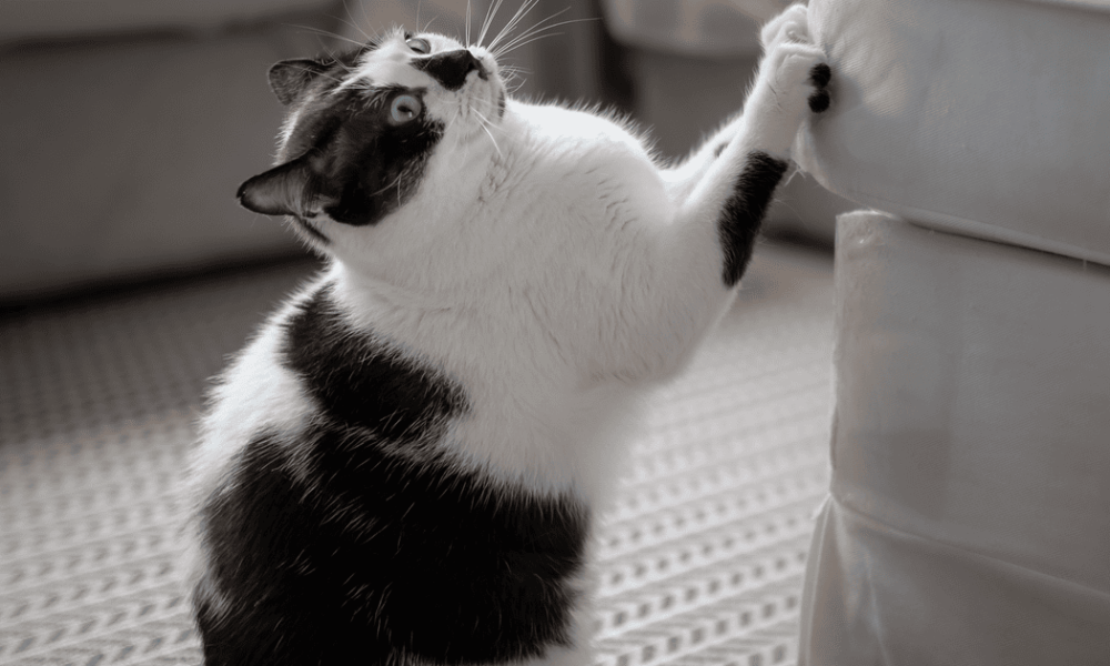 Как отучить кошку драть диван: проверенные лайфхаки для дома