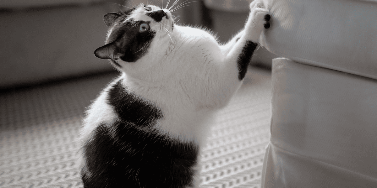 Как отучить кошку драть диван: проверенные лайфхаки для дома