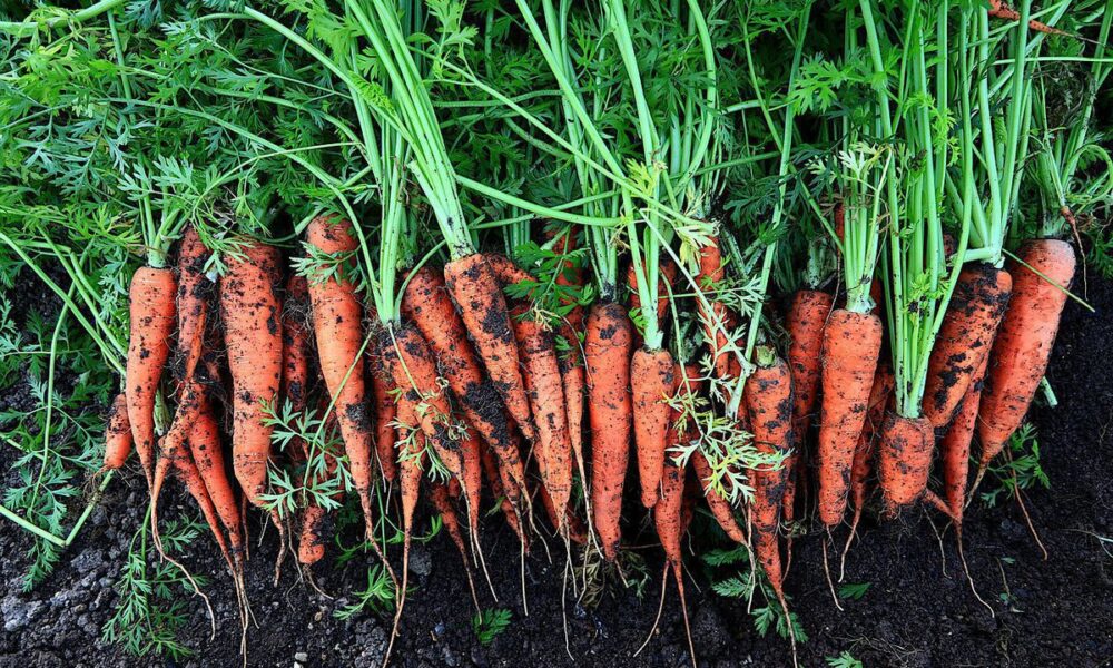 Когда пора собирать морковь: признаки готовности и секреты хранения