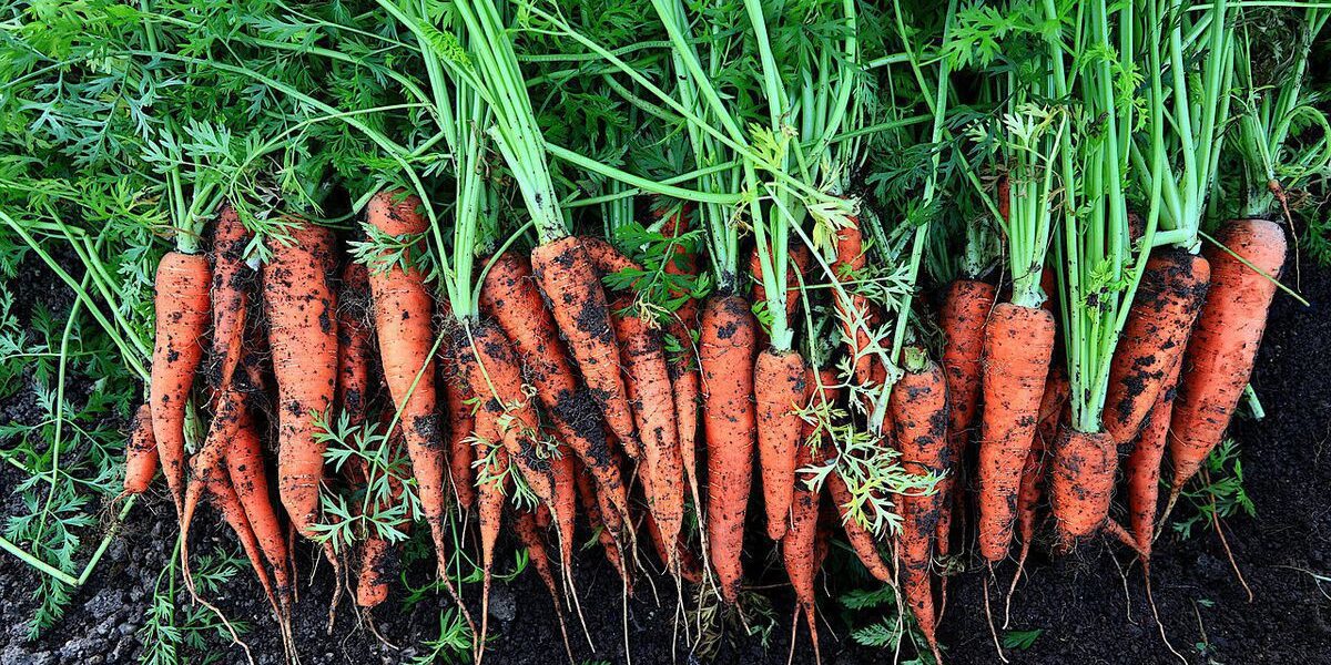 Когда пора собирать морковь: признаки готовности и секреты хранения