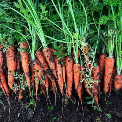 Когда пора собирать морковь: признаки готовности и секреты хранения