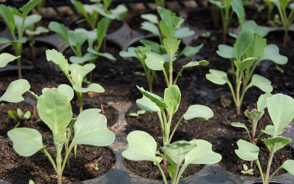Почему желтеет рассада капусты: причины и решение проблемы