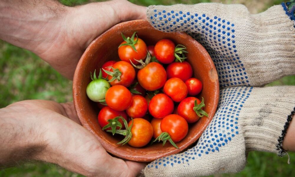 Сладкие и устойчивые помидоры: секреты урожая без фитофторы и холодов