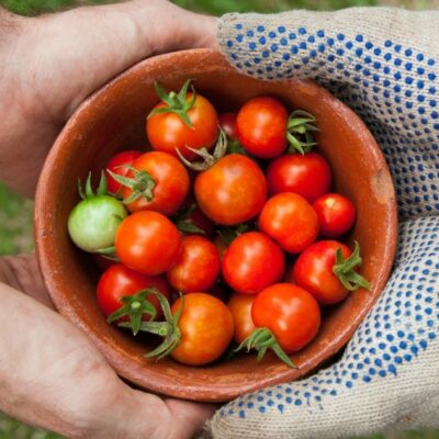 Сладкие и устойчивые помидоры: секреты урожая без фитофторы и холодов