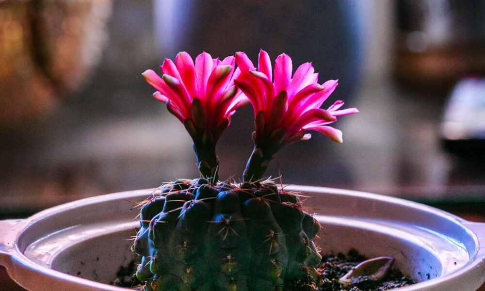 Как добиться цветения кактусов: простой секрет для вашего сада