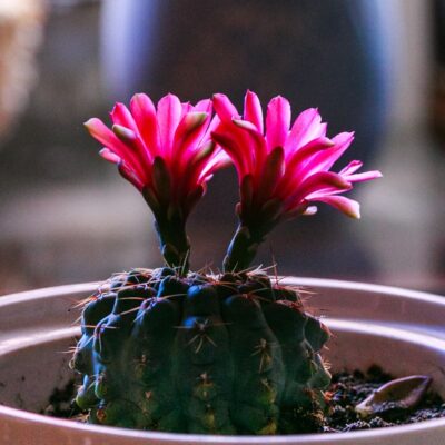 Как добиться цветения кактусов: простой секрет для вашего сада