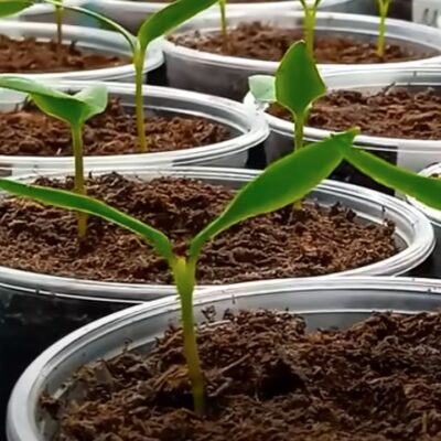 Больше цветов и завязей перца: 6 секретов щедрого урожая для вашего сада