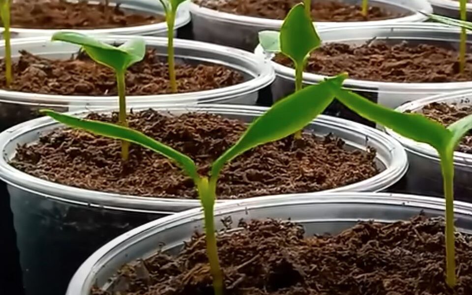 Больше цветов и завязей перца: 6 секретов щедрого урожая для вашего сада