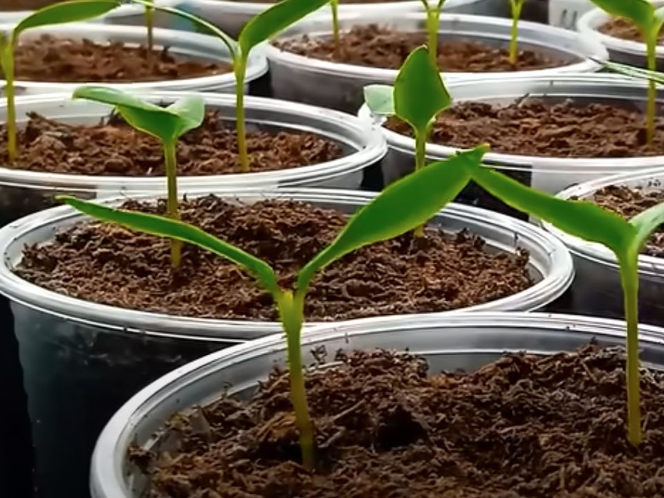 Больше цветов и завязей перца: 6 секретов щедрого урожая для вашего сада