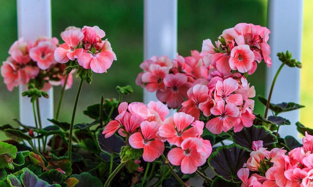 Герань в доме: приметы, суеверия и как привлечь удачу и богатство