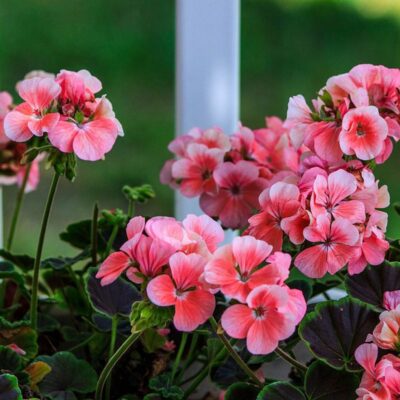 Герань в доме: приметы, суеверия и как привлечь удачу и богатство