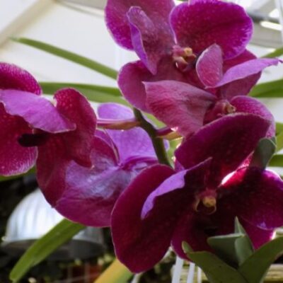 Цветоводство для дома: секреты ухода за орхидеями для каждой женщины