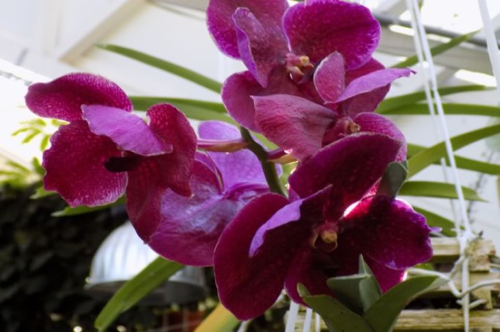 Цветоводство для дома: секреты ухода за орхидеями для каждой женщины