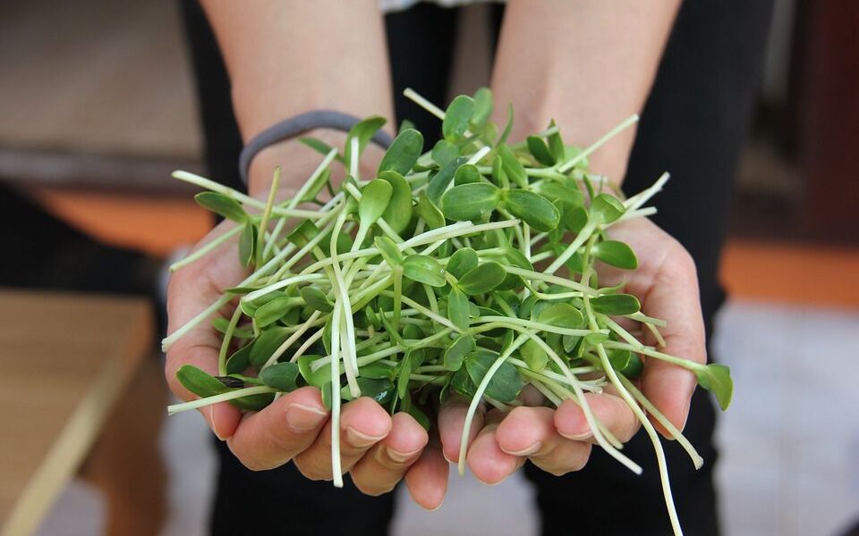 Микрозелень подсолнечника: простой способ вырастить дома для здоровья и красоты