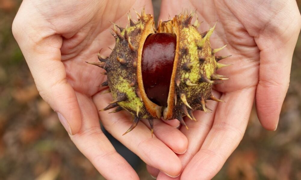 Осенний уют: каштаны на подоконнике принесут неожиданный результат