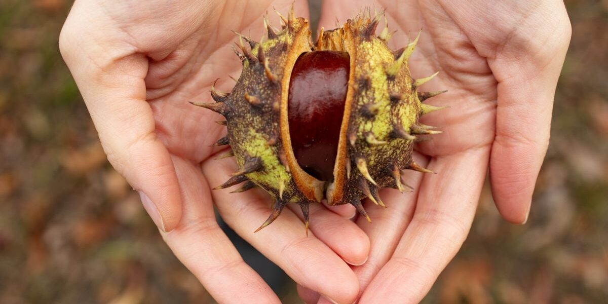 Осенний уют: каштаны на подоконнике принесут неожиданный результат