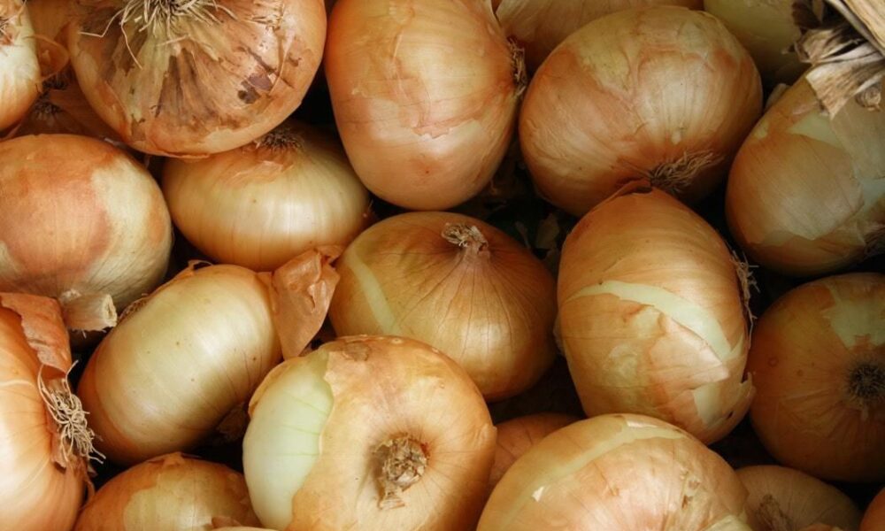Как вырастить крупный лук: секреты подкормки для щедрого урожая