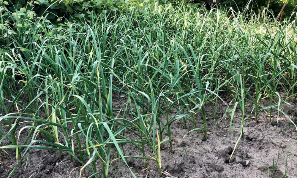 Уютный огород: какие соседи для чеснока украсят ваш участок