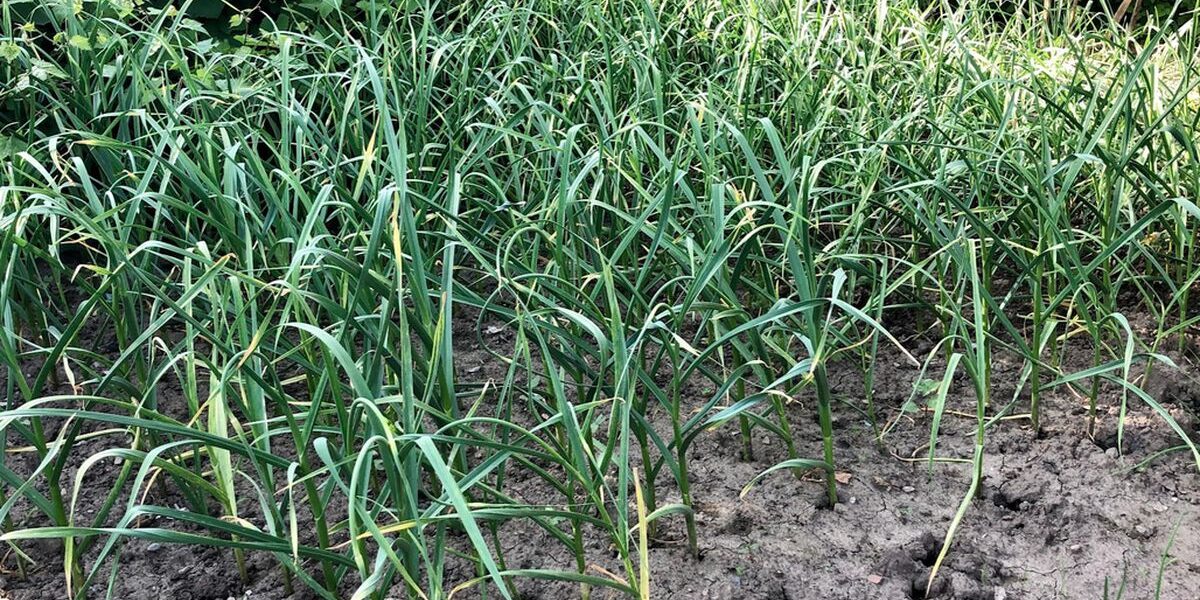 Уютный огород: какие соседи для чеснока украсят ваш участок