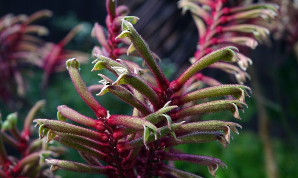 Необычные комнатные растения: пушистая лапа кенгуру для вашего сада