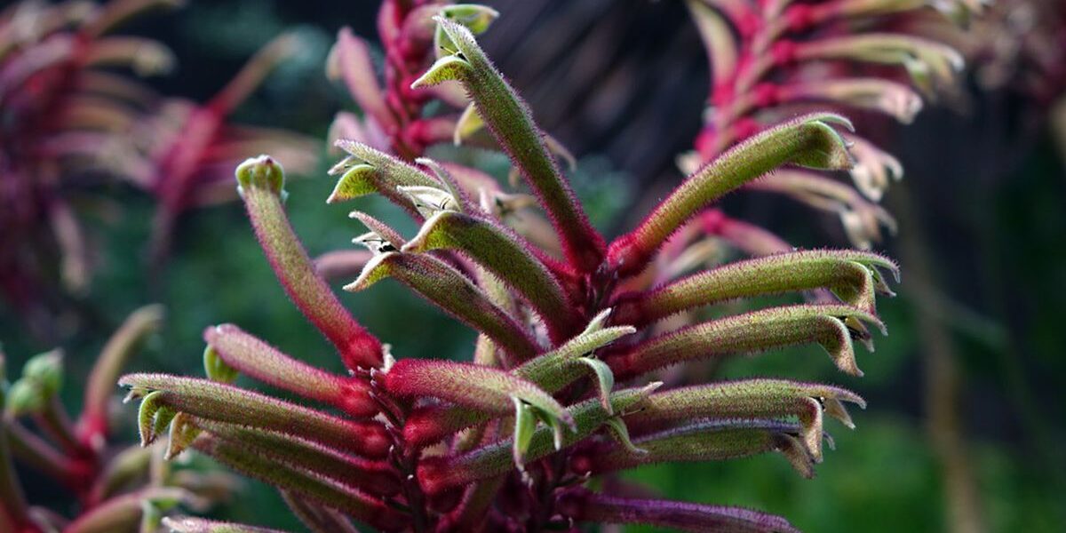 Необычные комнатные растения: пушистая лапа кенгуру для вашего сада