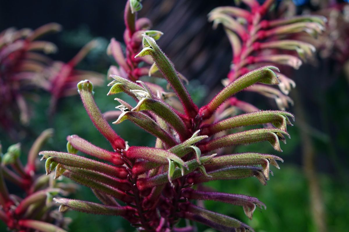 Необычные комнатные растения: пушистая лапа кенгуру для вашего сада