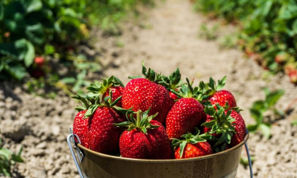 Выращиваем клубнику дома: подробное руководство для начинающих садоводов