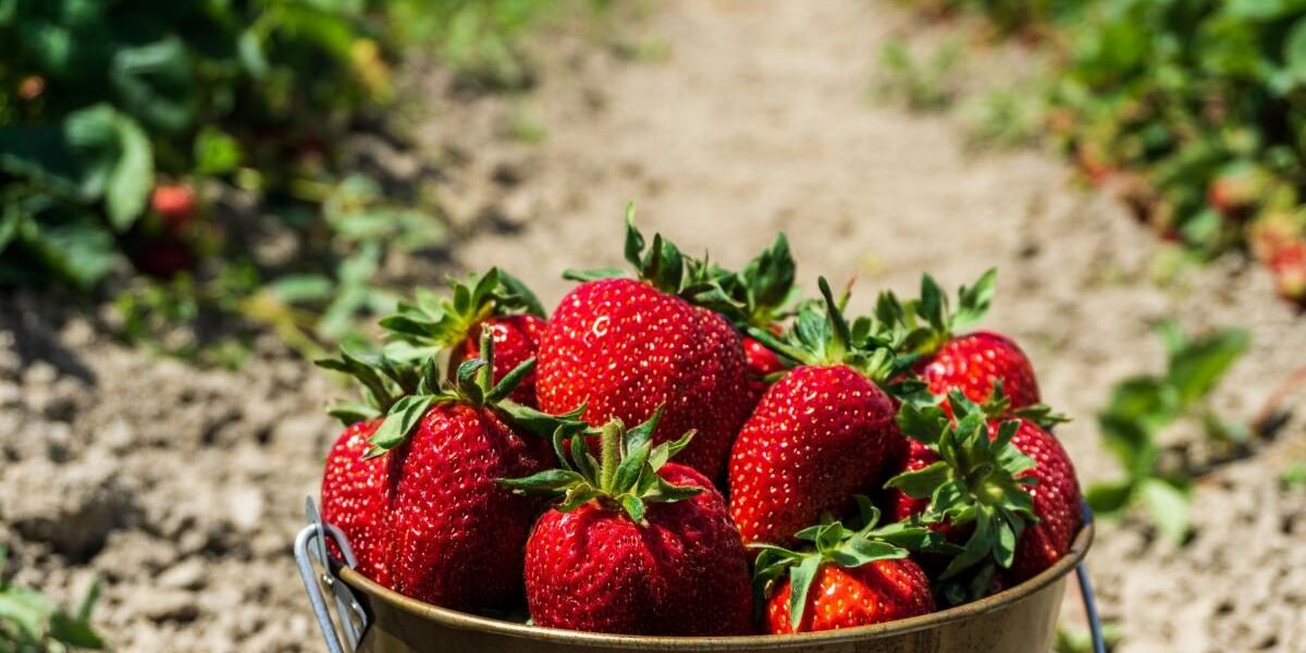 Выращиваем клубнику дома: подробное руководство для начинающих садоводов