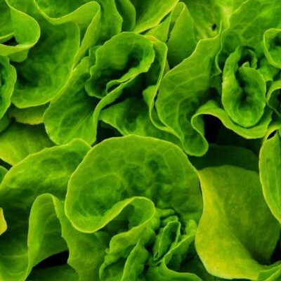 Вегетарианская диета: польза, вред и как выбрать правильные продукты для женского здоровья