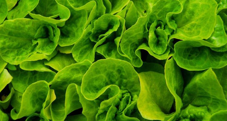 Вегетарианская диета: польза, вред и как выбрать правильные продукты для женского здоровья