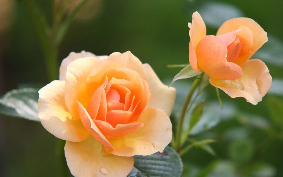 Секреты пышного цветения роз: подкормка в августе для вашего сада