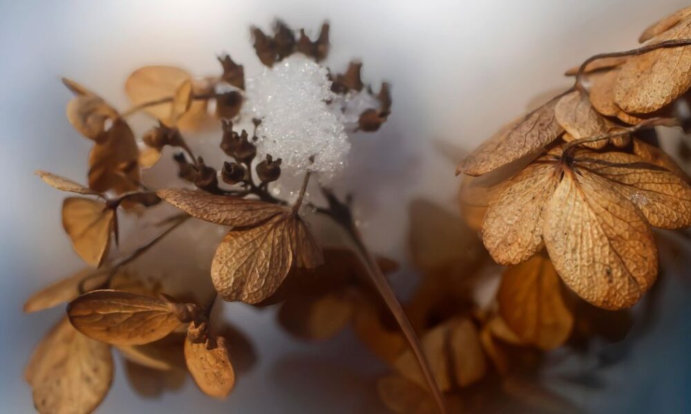 Именины 29 января: поздравляем всех ангелов-хранителей и дарим радость близким
