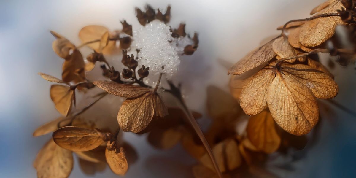 Именины 29 января: поздравляем всех ангелов-хранителей и дарим радость близким