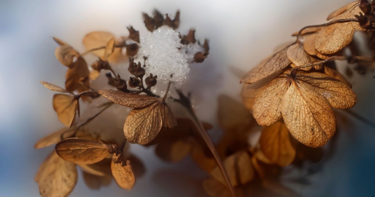 Именины 29 января: поздравляем всех ангелов-хранителей и дарим радость близким