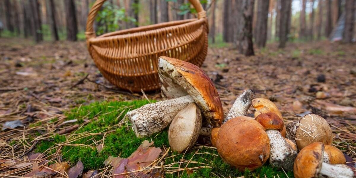 Как отмыть руки от грибов: секреты опытных садоводов и огородников