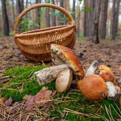 Как отмыть руки от грибов: секреты опытных садоводов и огородников