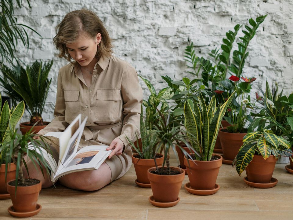 Цветочное общение: как разговоры с растениями ускоряют их рост и цветение