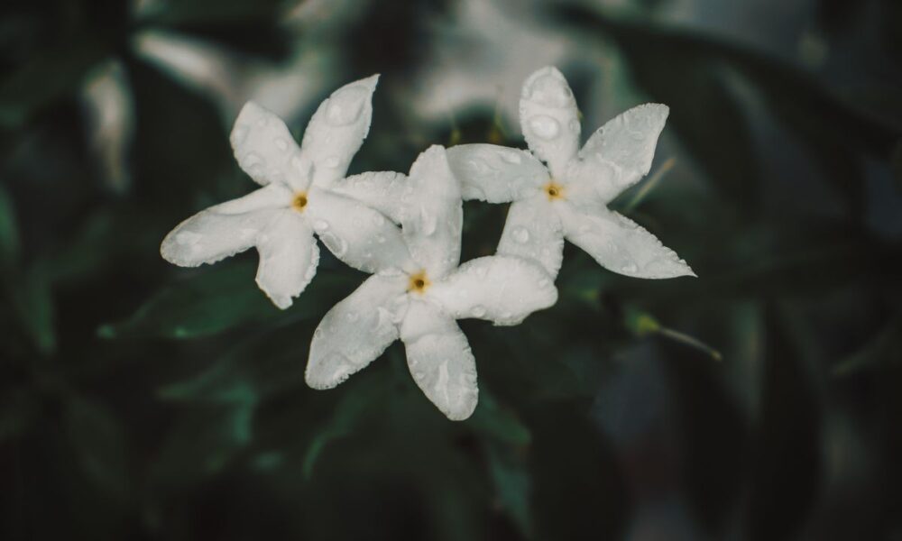 Жасмин самбак: ароматный антистресс для дома и как за ним ухаживать