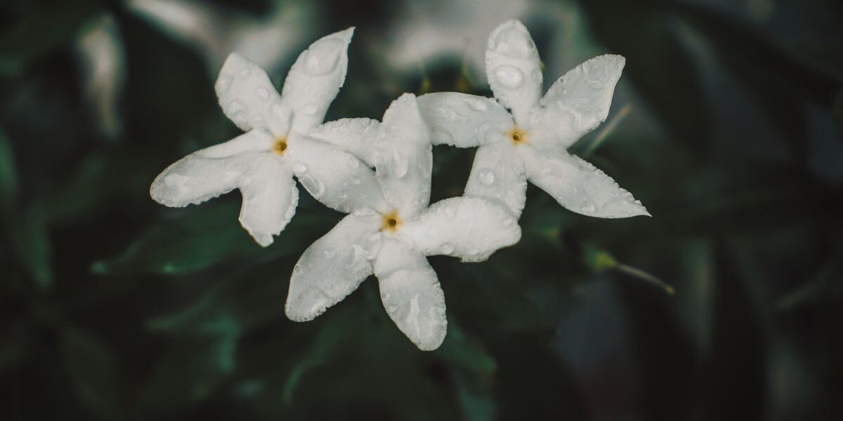 Жасмин самбак: ароматный антистресс для дома и как за ним ухаживать