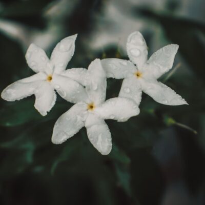 Жасмин самбак: ароматный антистресс для дома и как за ним ухаживать