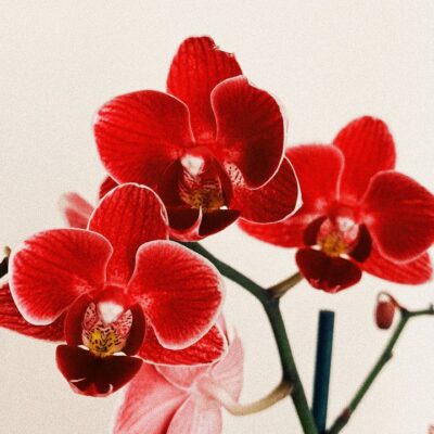 Как добиться пышного цветения орхидеи: секреты опытных цветоводов