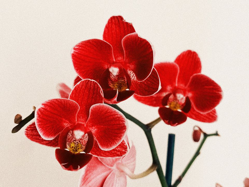 Как добиться пышного цветения орхидеи: секреты опытных цветоводов