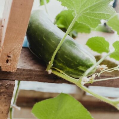 5 проверенных народных рецептов для пышного урожая огурцов